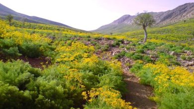 جاشیر کوه